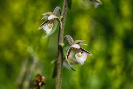 Attēlu rezultāti vaicājumam “Epipactis palustris flower”