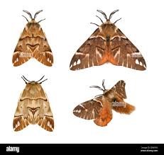 Attēlu rezultāti vaicājumam “Endromis versicolora”