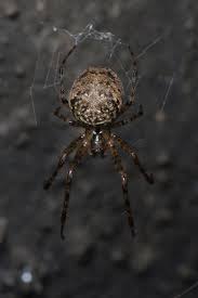 Attēlu rezultāti vaicājumam “Metellina merianae”