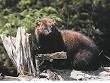Fisher (animal) - Wikipedia, the free encyclopedia