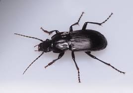 Attēlu rezultāti vaicājumam “Bembidion litorale”