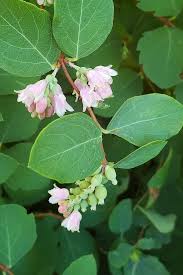 Attēlu rezultāti vaicājumam “Symphoricarpos albus flower”