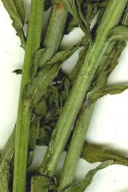 Attēlu rezultāti vaicājumam “Jasione montana fruit”