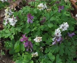 Attēlu rezultāti vaicājumam “Corydalis cava”