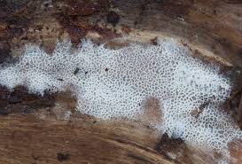 Attēlu rezultāti vaicājumam “Trechispora mollusca”