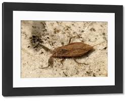 Attēlu rezultāti vaicājumam “Nepa cinerea”