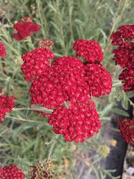 Image result for Achillea millefolium