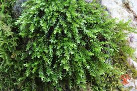 Attēlu rezultāti vaicājumam “Platyhypnidium riparioides”