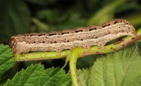 Attēlu rezultāti vaicājumam “Cryptocala chardinyi”