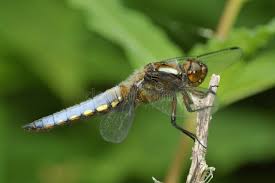 Attēlu rezultāti vaicājumam “Libellula depressa male”