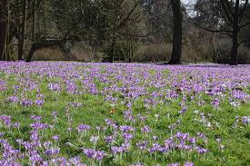 Attēlu rezultāti vaicājumam “Crocus tommasinianus”