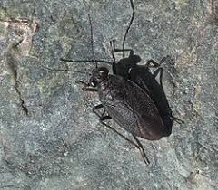 Attēlu rezultāti vaicājumam “Saldula saltatoria”