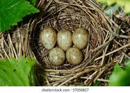 Attēlu rezultāti vaicājumam “Sylvia borin eggs”