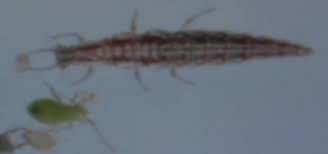 Attēlu rezultāti vaicājumam “Lygus nymph nymph”