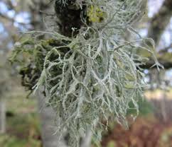 Attēlu rezultāti vaicājumam “Ramalina farinacea”
