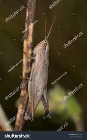 Attēlu rezultāti vaicājumam “Chrysochraon dispar”