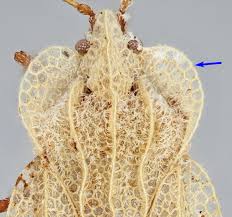 Attēlu rezultāti vaicājumam “Acalypta carinata”