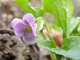 Attēlu rezultāti vaicājumam “Viola mirabilis”