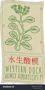 Attēlu rezultāti vaicājumam “Rumex aquaticus leaf”