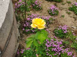 Image result for 2005早春