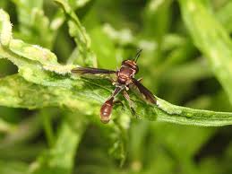 Attēlu rezultāti vaicājumam “Conopidae”