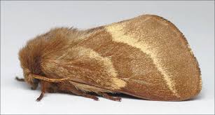 Attēlu rezultāti vaicājumam “Malacosoma castrensis male”