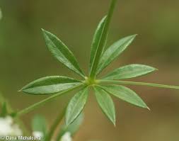 Attēlu rezultāti vaicājumam “Galium rivale flower”