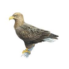Image result for Haliaeetus albicilla