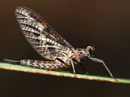 Attēlu rezultāti vaicājumam “Ephemeroptera imago”