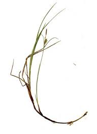 Attēlu rezultāti vaicājumam “Carex limosa fruit”