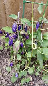 Attēlu rezultāti vaicājumam “Campanula glomerata bud”