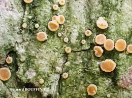 Attēlu rezultāti vaicājumam “Coenogonium pineti”