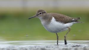 Attēlu rezultāti vaicājumam “Actitis hypoleucos adult”