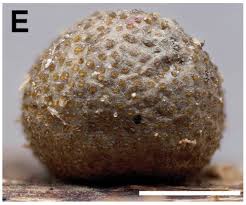 Attēlu rezultāti vaicājumam “Lycogala miserum young”