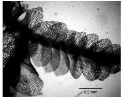 Attēlu rezultāti vaicājumam “Calypogeia sphagnicola”