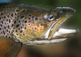 Image result for Salmo trutta
