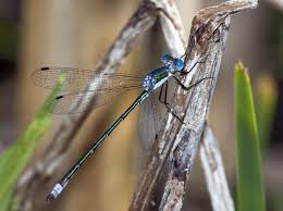 Attēlu rezultāti vaicājumam “Lestes dryas male”