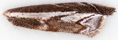 Attēlu rezultāti vaicājumam “Platytes alpinella”