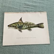 Image result for Menticirrhus saxatilis