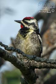 Image result for Sphyrapicus varius