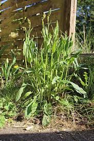 Image result for Sauerampfer