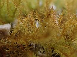 Attēlu rezultāti vaicājumam “Campylium protensum”