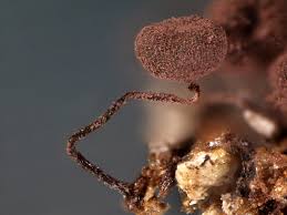 Attēlu rezultāti vaicājumam “Cribraria cancellata”