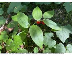 Attēlu rezultāti vaicājumam “Stuckenia filiformis bud”