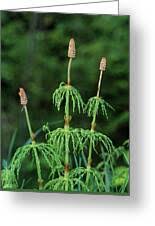 Attēlu rezultāti vaicājumam “Equisetum pratense”