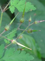 Attēlu rezultāti vaicājumam “Geranium robertianum fruit”