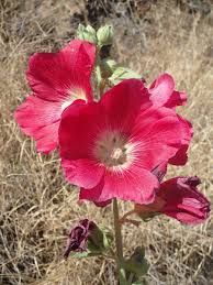 Image result for Alcea (althaea) rosea