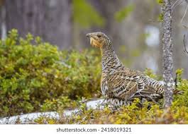 Attēlu rezultāti vaicājumam “Tetrao urogallus female”