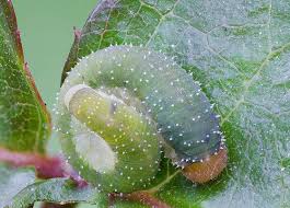 Attēlu rezultāti vaicājumam “Allantus cinctus”