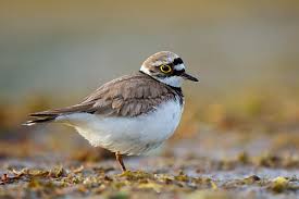 Attēlu rezultāti vaicājumam “Charadrius dubius adult”